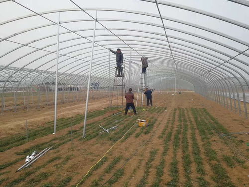 枣庄市专业日光温室大棚安装服务，助力现代农业发展