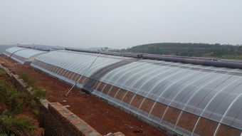 开封几字钢温室建造材料 专业生产厂家、价格解析与一站式安装服务