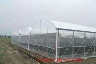 温室大棚安装全攻略 连栋大棚施工关键问题与专业服务解析